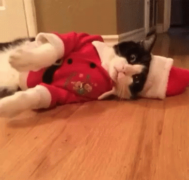 Feliz Navidad Gatos 390 X 370 Gif GIF