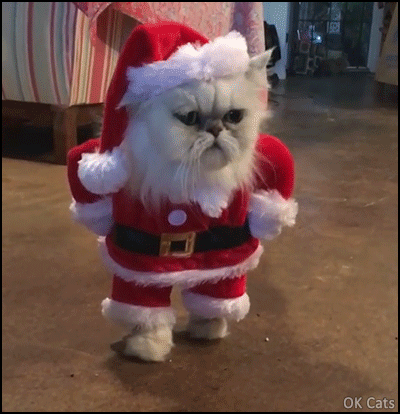 Feliz Navidad Gatos 400 X 414 Gif GIF