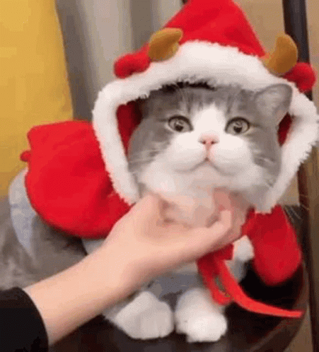 Feliz Navidad Gatos 451 X 498 Gif GIF
