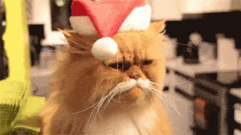 Feliz Navidad Gatos 480 X 270 Gif GIF