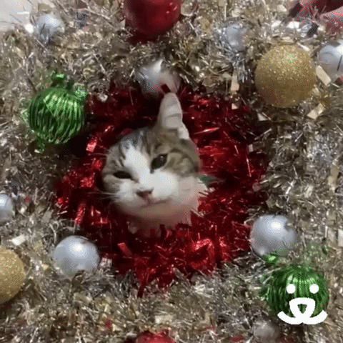 Feliz Navidad Gatos 480 X 480 Gif GIF