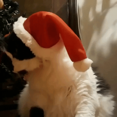 Feliz Navidad Gatos 480 X 480 Gif GIF