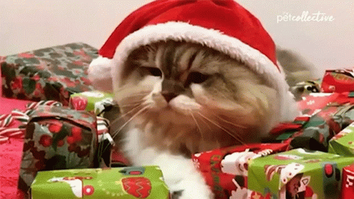 Feliz Navidad Gatos 498 X 280 Gif GIF