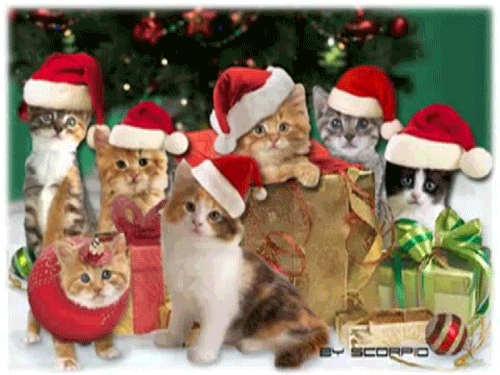 Feliz Navidad Gatos 500 X 375 Gif GIF