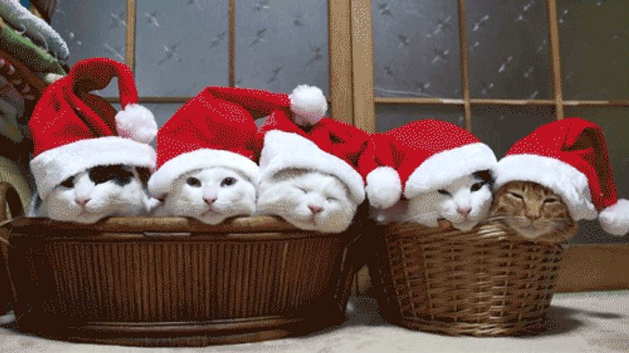 Feliz Navidad Gatos GIF