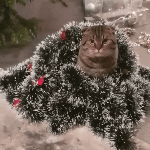 Feliz Navidad Gatos GIF