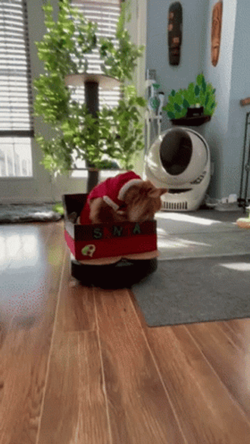Feliz Navidad Gatos GIF