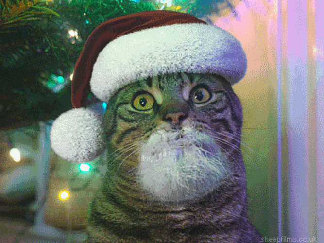 Feliz Navidad Gatos GIF