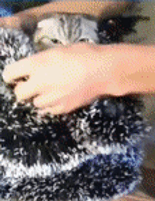Feliz Navidad Gatos GIF