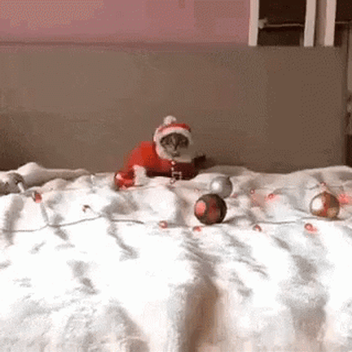 Feliz Navidad Gatos GIF