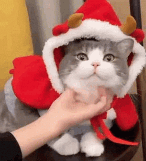 Feliz Navidad Gatos GIF