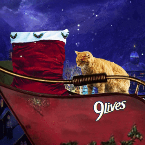 Feliz Navidad Gatos GIF