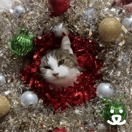 Feliz Navidad Gatos GIF