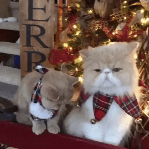 Feliz Navidad Gatos GIF