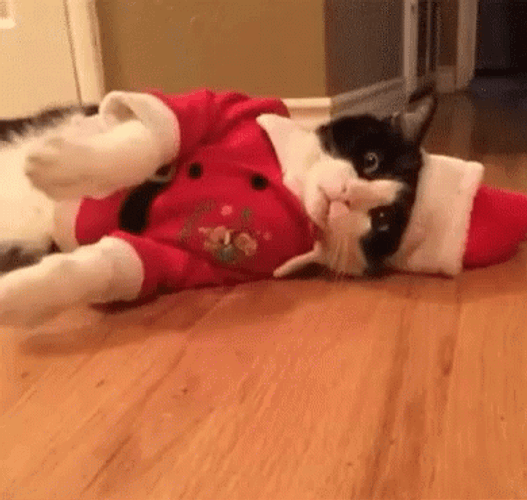 Feliz Navidad Gatos GIF