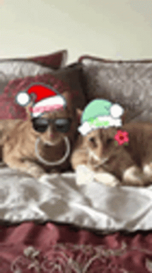 Feliz Navidad Gatos GIF