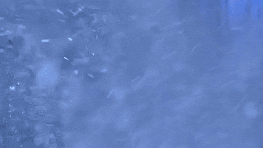Feliz Navidad Star Wars GIF