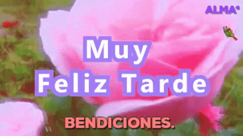 Feliz Tarde 498 X 280 Gif GIF