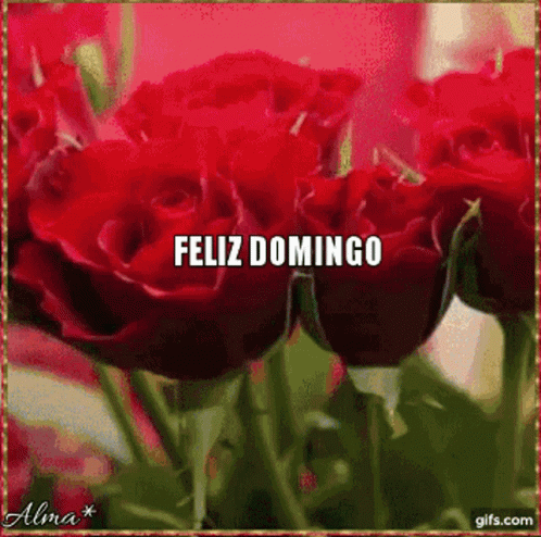 Feliz Tarde De Domingo 498 X 494 Gif GIF