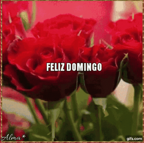 Feliz Tarde De Domingo GIF