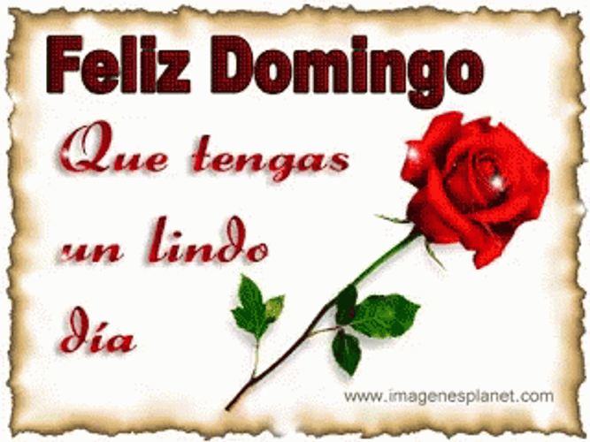 Feliz Tarde De Domingo GIF