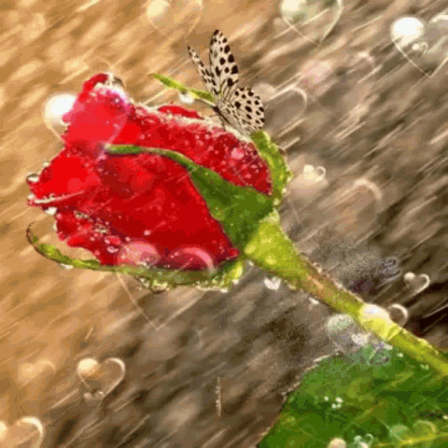 Feliz Viernes Beautiful Roses GIF