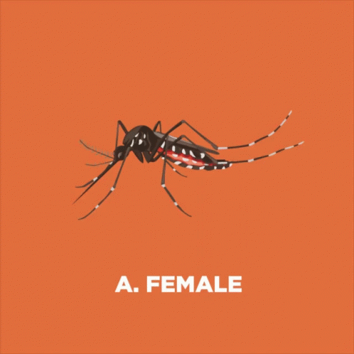 Female Mosquito on Red Background