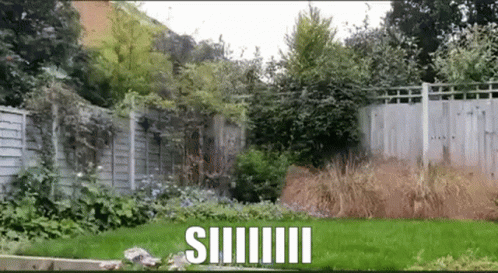 Fenced Yard With Siiiiii