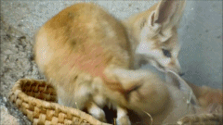 Fennec Fox Chill In Bed GIF