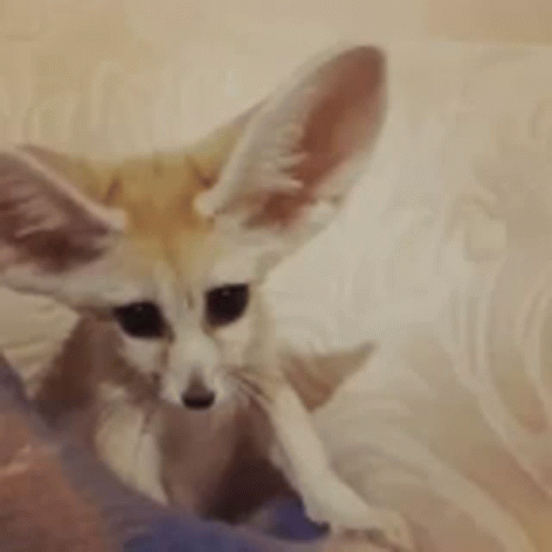Fennec Fox Enormous Ears Wagging GIF