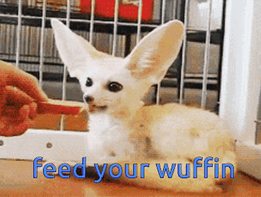 Fennec Fox Feed Your Wuffin GIF