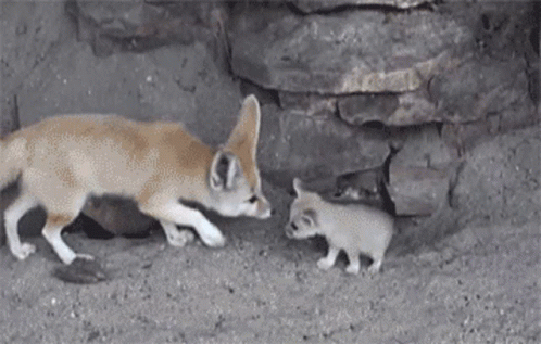 Fennec Fox Mother Kissing Baby GIF
