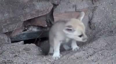 Fennec Fox Puppy Crawling Up GIF