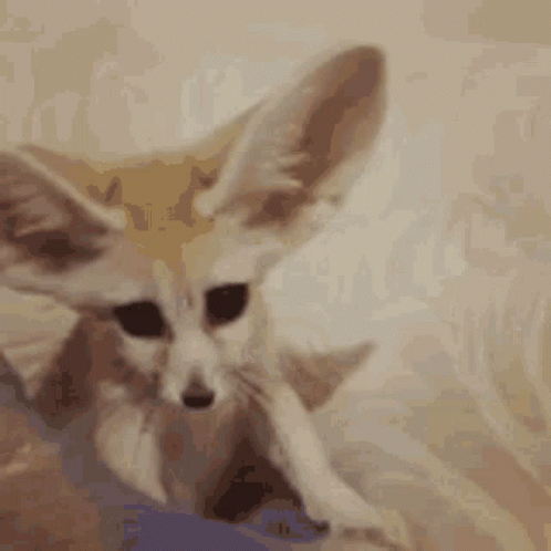 Fennec Fox Shaking Huge Ears GIF