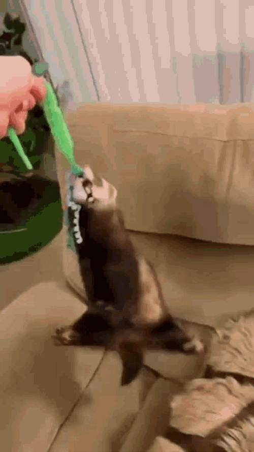 Ferret Cord Spin Funny Pet GIF