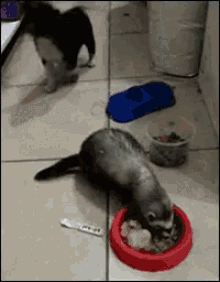 Ferret Eating Dog Food GIF