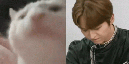 Ferret Party Cat GIF