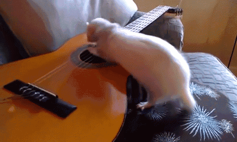 Ferret Playing Guitar GIF
