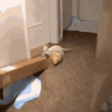 Ferret Taking Foods GIF