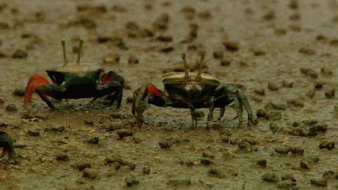 Fiddler Crab Mud Walk GIF