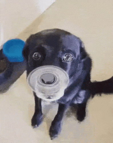 Fidget Spinner On Black Dog's Nose GIF