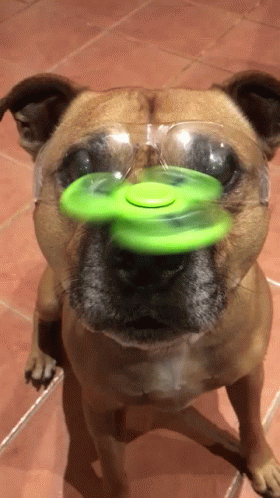 Fidget Spinner On Dog's Nose GIF