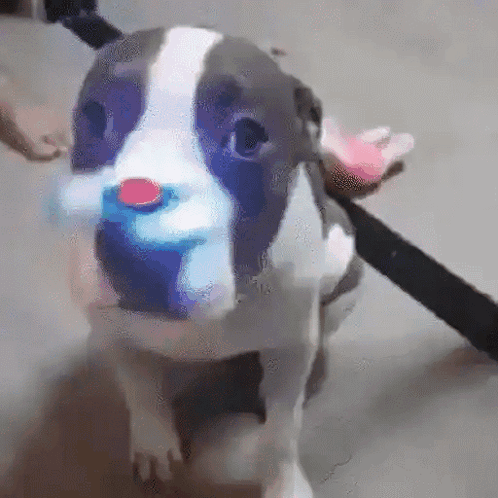 Fidget Spinner On The Dog's Nose GIF