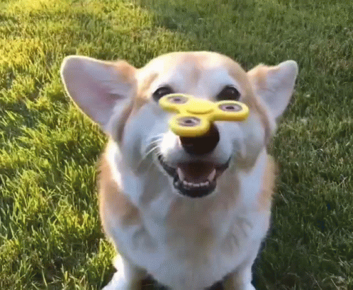 Fidget Spinner On Top Of Corgi's Nose GIF