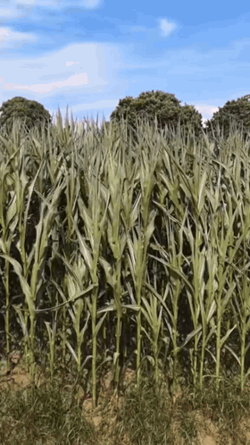 Field of Corn Plants With Trees