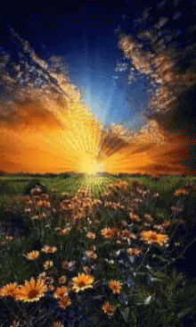 Field of Flowers With Sun Shining Through Clouds