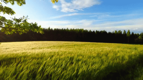 Field of Grass With Trees and Blue Sky