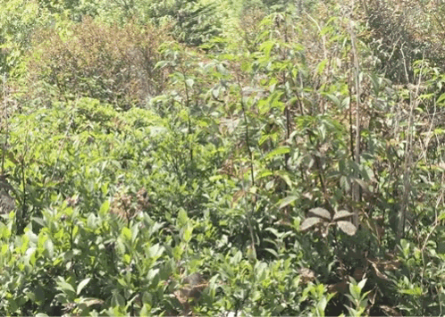 Field of Green Plants