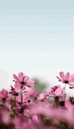 Field of Pink Flowers Under Blue Sky