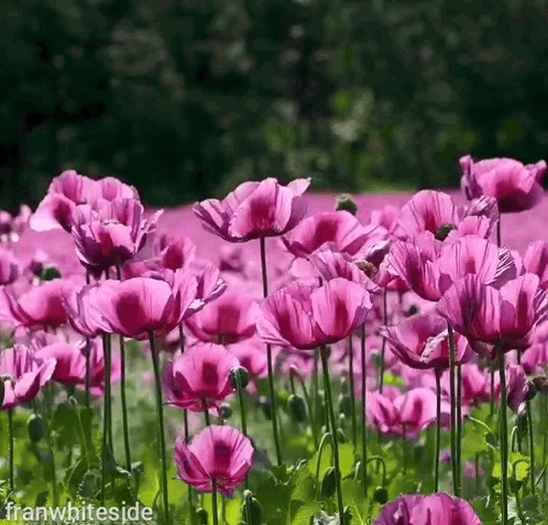Field of Purple Flowers Franwhiteside